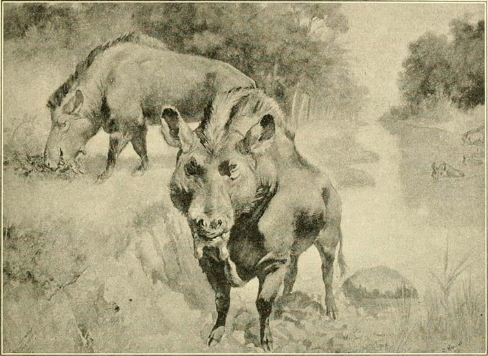 "Lợn địa ngục" lang thang khắp Bắc Mỹ từ khoảng 37 triệu đến 23 triệu năm trước. Mặc dù có vẻ ngoài hơi giống lợn nhưng Archaeotherium có họ hàng gần với cá voi và hà mã hơn. Ảnh: Internet Archive Book ImagesWikimedia CommonsNo Restrictions