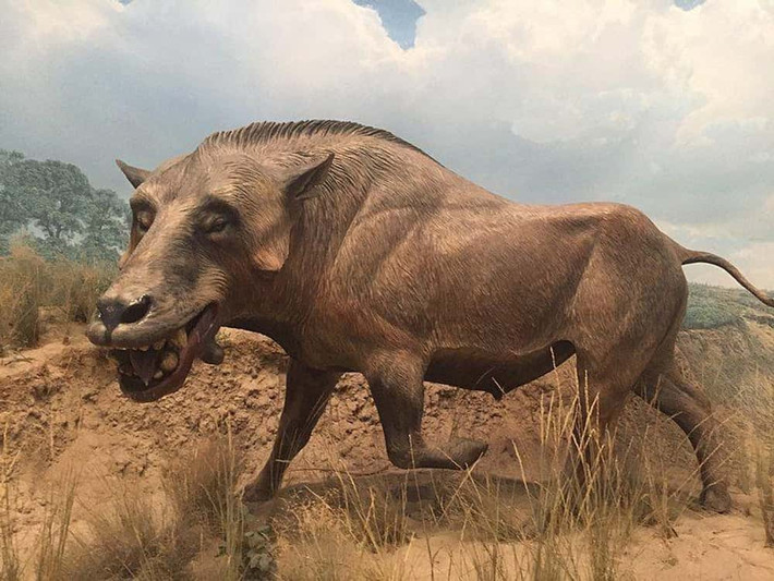 Nghiên cứu mới đây cho thấy dấu vết mòn trên răng của Archaeotherium không khác gì dấu vết mòn của sư tử và linh cẩu, và cho thấy loài vật này nghiền nát thức ăn. Đến nay, các chuyên gia mới biết được kết cấu thức ăn của loài "lợn địa ngục", chứ chưa thể xác định chính xác chúng đã tiêu thụ những loại thức ăn nào. Ảnh: Avrand6Wikimedia CommonsCC BY-SA 4.0.