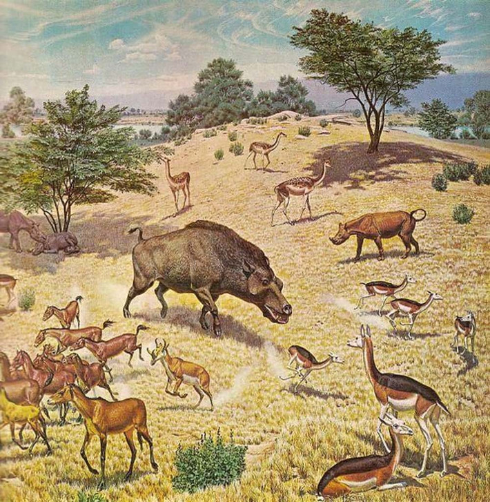 "Tỷ lệ khối lượng não/cơ thể của "lợn địa ngục" tương tự như loài bò sát. Vì vậy, chúng là những sinh vật rất kém thông minh", Brynn Wooten, ứng viên tiến sĩ tại Đại học Vanderbilt ở Tennessee, cho biết. Ảnh: Jay MatternesWikimedia CommonsPublic Domain.