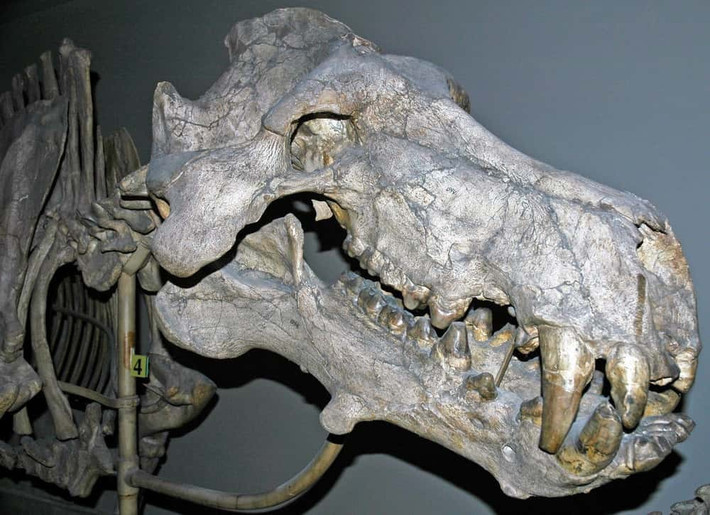 Đầu của "lợn địa ngục" chiếm khoảng 30% tổng chiều dài cơ thể (thay đổi tùy theo loài) nhưng bộ não nhỏ khiến chúng không phải là động vật săn mồi thông minh nhất trong thời kỳ Cổ sinh. Ảnh: James St. JohnFlickrCC BY 2.0.