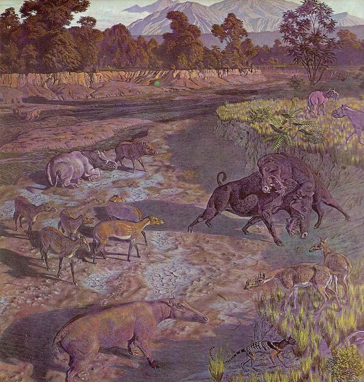 Các nhà nghiên cứu trước đây cho rằng, Archaeotherium có thể là loài săn mồi, ăn xác thối hoặc phá hoại thảm thực vật. Dấu vết cắn trên hóa thạch của Poebrotherium - họ hàng nhỏ của lạc đà từng lang thang ở Bắc Mỹ - cho thấy "lợn địa ngục" có thể đã săn Poebrotherium và tích trữ một số xác chết để làm thức ăn để dành. Ảnh: Jay MatternesWikimedia CommonsPublic Domain.
