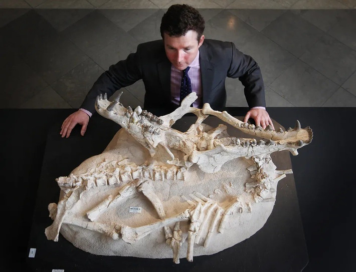 Theo các chuyên gia, "lợn địa ngục" khổng lồ ở Bắc Mỹ có thể đã nhai xương động vật to lớn như sư tử cách đây khoảng 30 triệu năm, trong khi những con nhỏ hơn xé nát những thứ mềm hơn như thịt. Ảnh: Peter Macdiarmid/Getty Images.