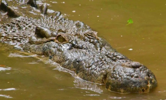 Ban đầu, các nhà khoa học phương Tây cho rằng, cá sấu ở Seychelles là một phần của quần thể cá sấu sông Nile đã di cư từ châu Phi. Tuy nhiên, vào năm 1994, các nhà nghiên cứu đã phân loại lại những mẫu vật được bảo quản trên thuộc về loài cá sấu nước mặn dựa trên các đặc điểm hình thái của chúng. Ảnh: currumbinsanctuary.com.au.