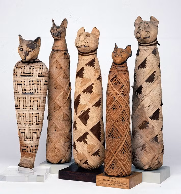 Các thương nhân có thể đã săn bắt và giết một số loài động vật để ướp xác rồi bán cho khách hàng. Do xác ướp lớn hơn được bán với giá cao hơn nên một số thương nhân đã cố tình làm xác ướp lớn hơn so với kích thước thực tế của con vật được ướp xác. Ảnh: British Museum.