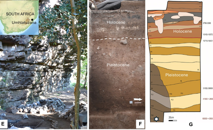 Theo các chuyên gia, với kích thước tí hon như vậy, những mũi tên này không thể hạ gục các loài động vật lớn như linh dương bằng lực sát thương vật lý hay gây mất máu thông thường. Thay vào đó, chúng đóng vai trò như những chiếc kim tiêm xuyên qua lớp da để đưa chất độc vào cơ thể con mồi. Ảnh: science.org.