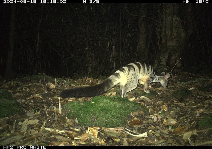 Sự vắng mặt của các loài thú ăn thịt và thú ăn cỏ cỡ trung bình hoặc lớn (như hổ, báo hoa mai, báo gấm, mèo rừng vàng châu Á và sao la) cho thấy hậu quả của nạn đặt bẫy kéo dài trong nhiều thập kỷ. Ảnh: WWF-Việt Nam.