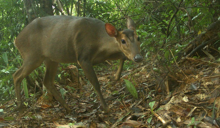 Do bị săn bắt bất hợp pháp nên quần thể mang lớn bị suy giảm nghiêm trọng trong thời gian qua. Năm 2016, tình trạng của loài này được chuyển từ bị đe dọa thành bị đe dọa nghiêm trọng trong sách đỏ của IUCN (Liên minh quốc tế bảo tồn thiên nhiên và tài nguyên thiên nhiên) về các loài bị đe dọa. Ảnh: Leibniz-IZW, WWF-Việt Nam, USAID &amp; Khu Bảo tồn Sông Thanh.