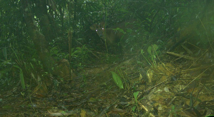 Mang lớn có tên khoa học là Muntiacus vuquangensis. Loài này được các nhà khoa học biết đến kể từ năm 1994 và chỉ được tìm thấy trong dãy núi Trường Sơn, nơi giáp ranh giữa Lào và Việt Nam. Ảnh: Leibniz-IZW, WWF-Việt Nam, USAID &amp; Khu Bảo tồn Sông Thanh.
