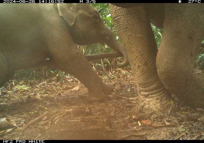 Tổ chức quốc tế về bảo tồn thiên nhiên tại Việt Nam (WWF-Việt Nam) thông tin cuộc khảo sát máy bẫy ảnh lớn nhất Việt Nam và Đông Nam Á đã ghi nhận khoảng 120.000 cá thể động vật hoang dã. Trong đó có ít nhất 49 loài thú và 11 loài chim trĩ, với 9 loài đặc hữu của Trung Trường Sơn và 22 loài bị đe dọa toàn cầu. Ảnh: WWF-Việt Nam.