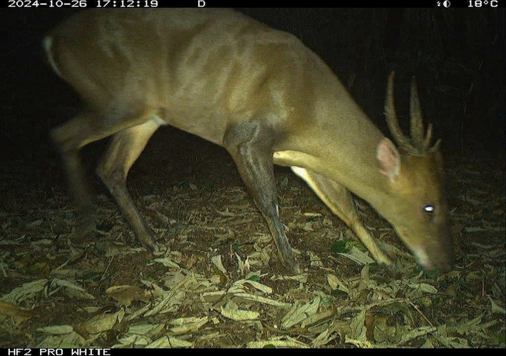 Đặc biệt, tại 16 khu vực, mức độ phong phú của các loài thú và chim đang có chiều hướng gia tăng - dấu hiệu tích cực cho sự phục hồi của hệ sinh thái. Ảnh: WWF-Việt Nam.