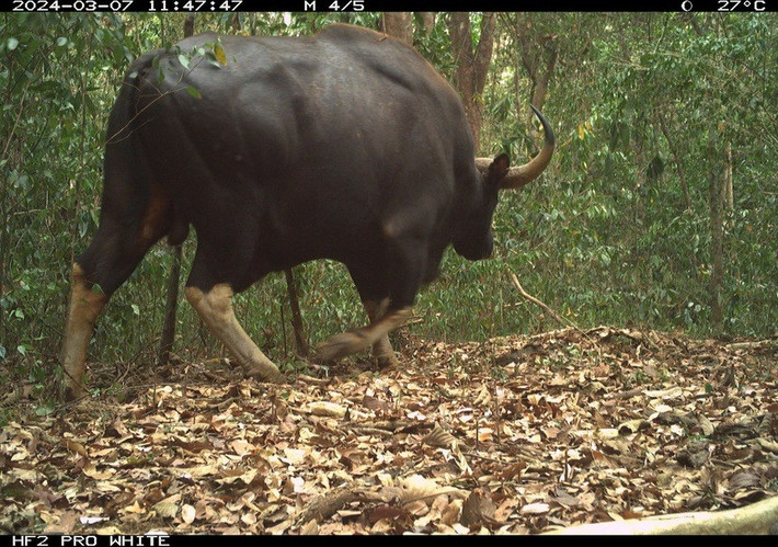 Đáng chú ý nhất là các bằng chứng ghi nhận mang lớn, gấu ngựa và cầy giông đốm lớn. Đây là những ghi nhận hiếm hoi về các loài động vật quý hiếm này trong hai thập kỷ qua. Ảnh: WWF-Việt Nam.