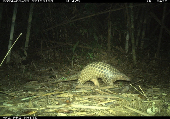 Đặc biệt, tại 16 khu vực, mức độ phong phú của các loài thú và chim đang có chiều hướng gia tăng - dấu hiệu tích cực cho sự phục hồi của hệ sinh thái. Ảnh: WWF-Việt Nam.