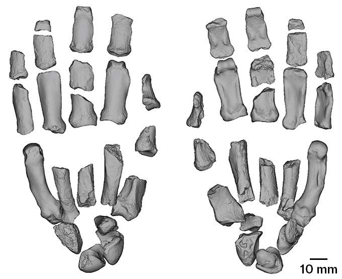 Trước khám phá này, các nhà nghiên cứu đã biết người Paranthropus boisei có xương lớn, hàm và răng khỏe để nhai. Tuy nhiên, họ biết rất ít về phần cơ thể từ cổ trở xuống của người Paranthropus boisei vì không tìm được hóa thạch hoàn chỉnh nào. Ảnh: Matt Tocheri.
