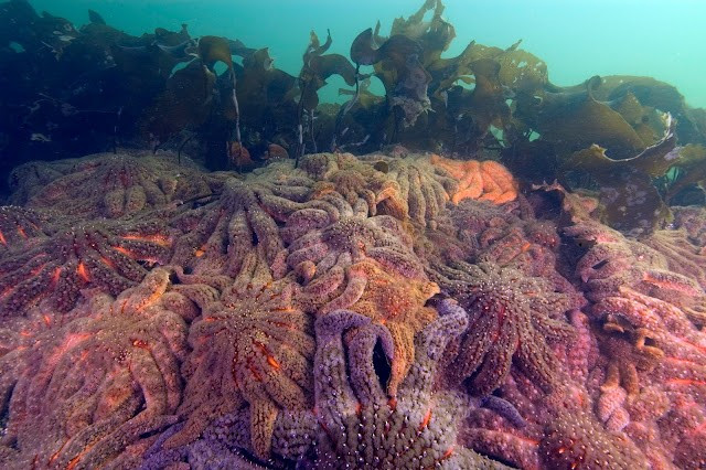 Trong nghiên cứu được công bố trên tạp chí Nature Ecology and Evolution gần đây, nguyên nhân gây ra “bệnh hao mòn sao biển” là chủng virus có tên vibrio pectenicida. Loại virus này khiến sao biển phát triển các tổn thương, trông như thể chúng đang tan chảy. Ảnh: N. McDaniel.