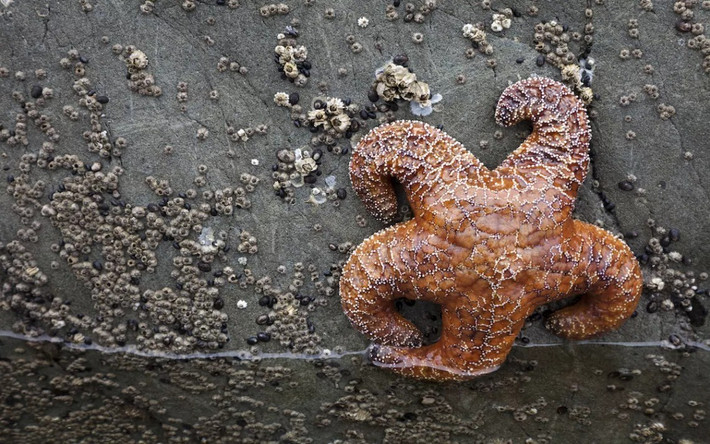 "Bệnh hao mòn sao biển vẫn đang xảy ra và quần thể sao biển tiếp tục biến động nhưng cũng có nhiều bằng chứng cho thấy chúng đang phục hồi", tác giả chính của nghiên cứu, Sarah Gravem, nhà nghiên cứu sau tiến sĩ của Đại học bang Oregon, cho biết. Ảnh: mddphoto/iStock.