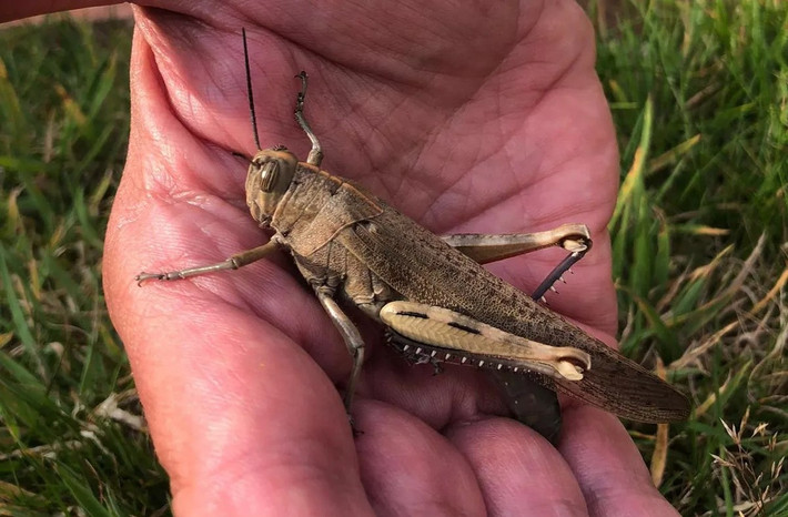 Cornwall hiện là "điểm nóng" khi liên tục chứng kiến sự xuất hiện bất thường của nhiều loài động vật trong năm nay. Ngoài cá Wreckfish, vùng biển này còn ghi nhận sự có mặt của châu chấu, bọ ngựa và các loài sên biển có hình thù kỳ lạ. Ảnh: Jam Press/Tonny Steenhagen.