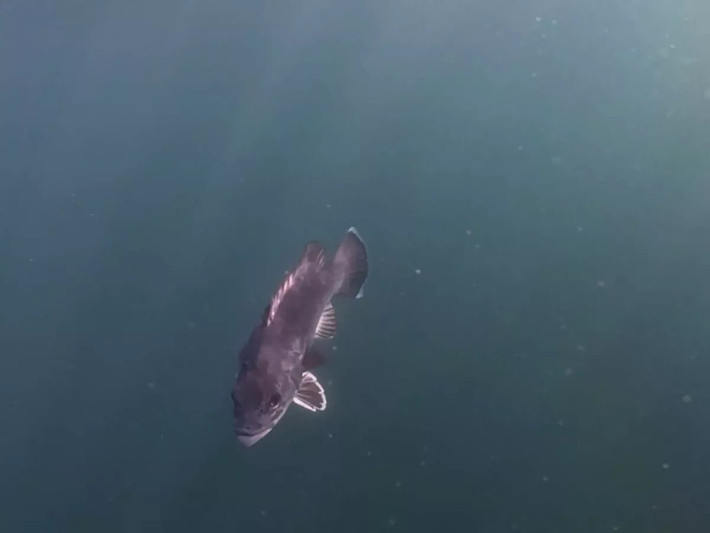 Thợ lặn Hood chia sẻ thêm rằng đã quay video được nhiều loại cá mập ở vùng biển Cornwall trong hơn 20 năm và đây là lần duy nhất tôi nhìn thấy một con cá Wreckfish. Ảnh: Jam Press/Charles Hood.