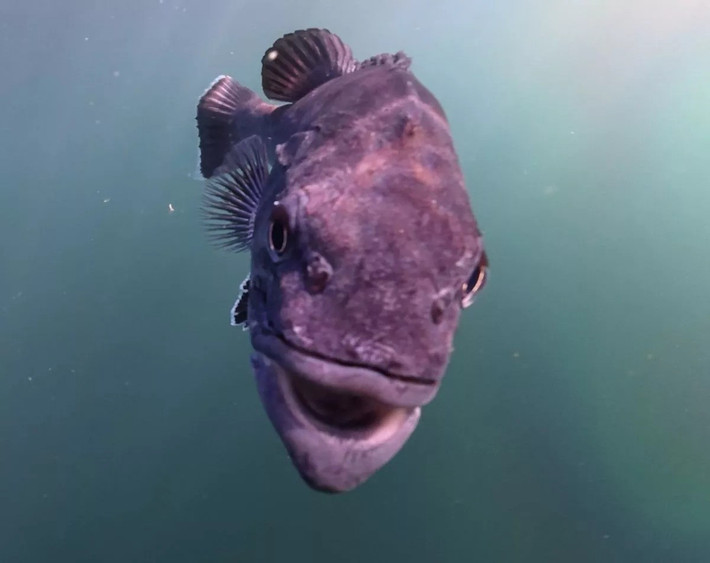 Wreckfish là loài cá tiền sử thường được tìm thấy ở vùng nước sâu, hiếm khi xuất hiện gần mặt nước. Nó có thể đạt kích thước 2m và tuổi thọ lên tới 100 năm. Ảnh: Jam Press/Charles Hood.