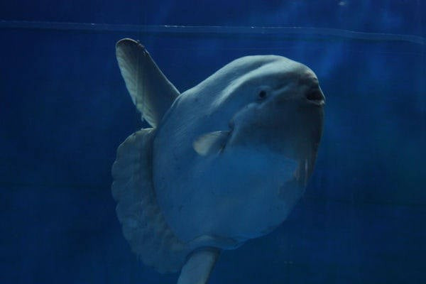 Ngư dân Aaron vô cùng kinh ngạc khi câu được một con cá Mặt Trời. Anh cho hay không thể tin nổi chuyện này đã xảy ra. Ảnh: Wikimedia Commons.