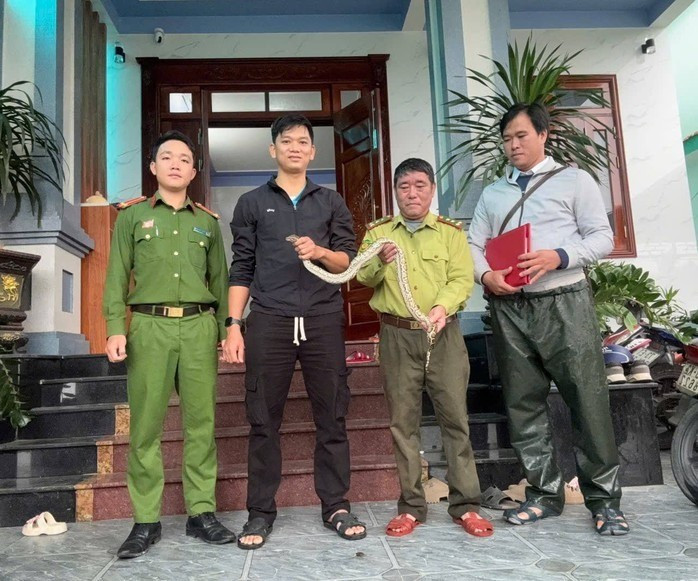 Vào ngày 3/11, Công an xã Nam Ba Đồn, tỉnh Quảng Trị thông tin đơn vị phối hợp với Hạt kiểm lâm Quảng Trạch và Phòng Kinh tế xã tiếp nhận một cá thể trăn đất do người dân địa phương tự nguyện giao nộp. Ảnh: Người lao động.