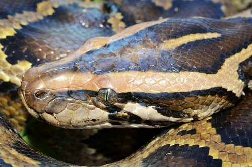 Trăn đất có tên khoa học là Python bivittatus. Theo Thông tư 27/2025/TT-BNNMT của Bộ Nông nghiệp và Môi trường, trăn đất là loài động vật rừng nguy cấp, quý, hiếm thuộc Nhóm IIB, bị hạn chế khai thác và sử dụng vì mục đích thương mại. Ảnh: Eoghan Irwin.