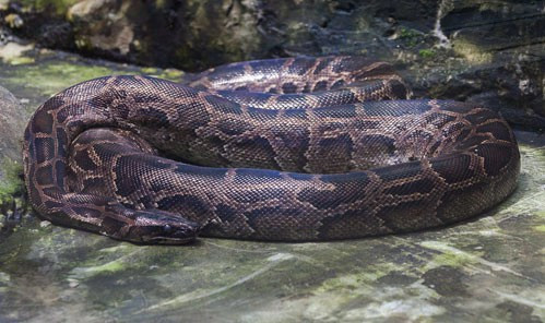 Nghi là động vật quý hiếm nên anh Dũng đã nhanh chóng liên hệ Công an xã để bàn giao con vật trên cho cơ quan chức năng. Ảnh: Wikipedia.