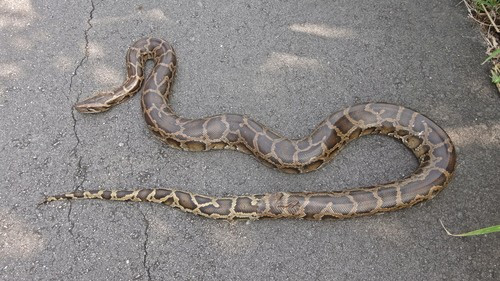 Tại đồng bằng Nam Bộ, trăn đất thường sống ở những nơi đầm lầy, rừng tràm, rừng sú vẹt ngập nước, đôi khi xâm nhập cả vào những khu vực có vườn cây. Vào mùa Đông ở miền Bắc, loài trăn đất thường ở trong hang hốc và chủ yếu đi kiếm mồi vào ban đêm. Vào mùa Hè chúng thích ngâm mình trong nước. Ảnh: Tommy.