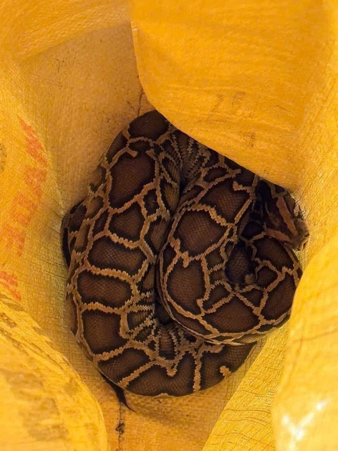 Cá thể trăn đất dài khoảng 1m, nặng khoảng 1,5 kg và có sức khỏe ổn định. Người giao nộp là anh Đoàn Tiến Dũng (SN 1992, trú thôn Tiên Phong, xã Nam Ba Đồn). Theo lời kể của anh Dũng, vào tối 2/11, trên đường đi làm về, anh phát hiện và bắt được một con trăn bò gần khu vực dân cư. Ảnh: Người lao động.