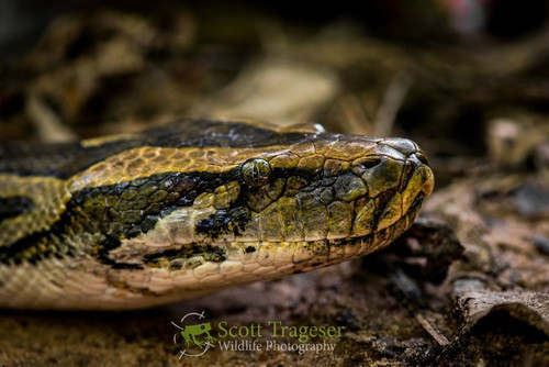 Đặc điểm nổi bật của trăn đất gồm: đầu dài, nhỏ, màu nâu xám. Mặt trên đầu có hoa văn hình mũi mác di từ cổ, mũi nhọn hướng về phía đầu mõm. Ảnh: Scott Trageser.