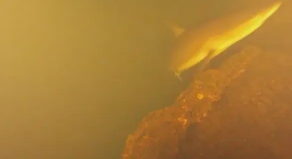 Ngọn núi lửa Kavachi nằm dưới đáy biển gần quần đảo Solomon ở phía Nam Thái Bình Dương nổi tiếng với những vụ phun trào thường xuyên dung nham, tro bụi và nước có tính axit cao. Do đó, Kavachi được coi là môi trường mà các sinh vật biển phức tạp không thể tồn tại. Ảnh: YouTube screenshot.