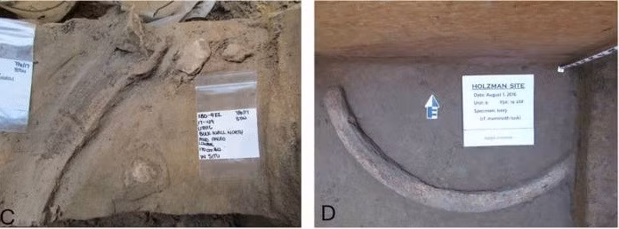 Các nhà nghiên cứu tập trung vào những phát hiện gần đây từ địa điểm Holzman ở giữa thung lũng Tanana, nơi họ tìm thấy bằng chứng về việc chế tạo công cụ bằng đá và ngà voi ma mút có niên đại khoảng 14.000 năm trước, bao gồm một chiếc ngà voi ma mút gần như hoàn chỉnh, có thể là nguyên liệu thô để sản xuất ngà voi và một hòn đá dùng để chế tạo công cụ bằng đá. Ảnh: Wygal et al. Quaternary International (2026).