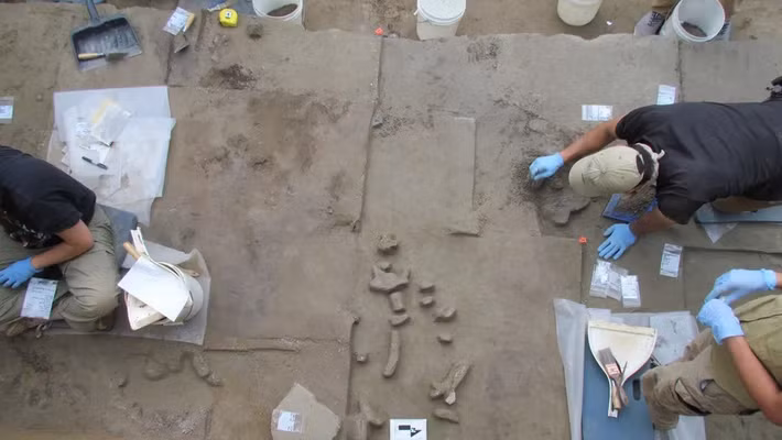 Một nghiên cứu mới cho thấy những công cụ bằng ngà voi 14.000 năm tuổi được tìm thấy ở Alaska có thể giúp làm sáng tỏ cách người Clovis lần đầu tiên đến Tân Thế giới. Ảnh: B. Wygal.