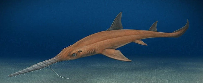 Bên cạnh đó, tên loài còn vinh danh nhà cổ sinh vật học người Chile là Patricia Canales - người đã dành cả sự nghiệp nghiên cứu hóa thạch biển trước khi qua đời vào năm 2022. Ảnh: Papers in Palaeontology.