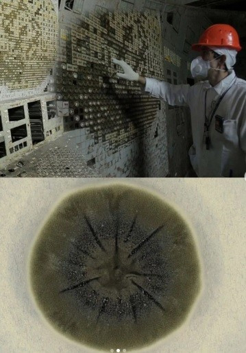 Melanin, sắc tố tạo màu da và bảo vệ con người khỏi ánh nắng mặt trời, có trong nấm Cladosporium sphaerospermum và một số loại nấm khác ở Chernobyl, đóng vai trò bảo vệ, hấp thụ và trung hòa bức xạ. Ảnh: thequantumbrief/instagram.