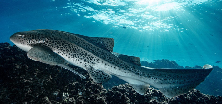 Loài cá mập báo hoa mai thường sinh sống ở độ sâu từ 5 - 30m ở vùng biển Thái Bình Dương. Chúng có tốc độ bơi khá chậm, khá hiền lành. Theo đó, nhiều người khi lặn biển có thể nhìn thấy loài cá mập này mà không gặp nguy hiểm. Ảnh: oceanographicmagazine.com.