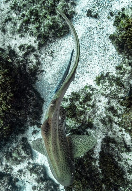 Đặc biệt, cá mập báo hoa mai có những đốm nâu trên cơ thể giống loài báo. Theo đó, loài này khó bị nhầm lẫn với bất cứ loài cá mập nào khác. Ảnh: oceanographicmagazine.com.