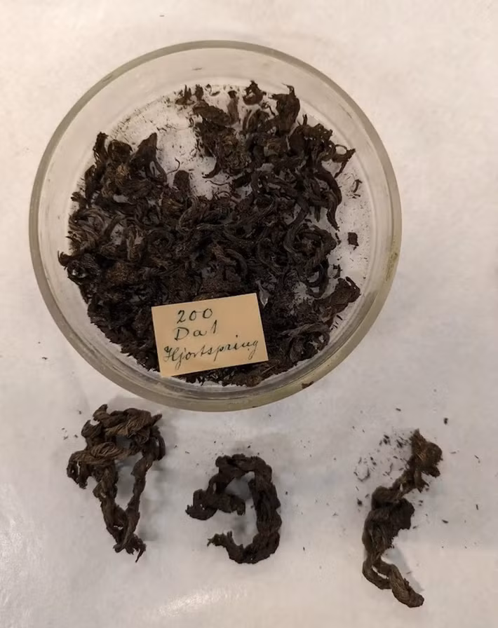 Theo các nhà nghiên cứu, con thuyền được làm bằng gỗ, dài gần 20m và có sức chở khoảng 24 người. Hjortspring chở đầy vũ khí, nhiều khả năng đang chở theo những chiến binh tới hòn đảo với mục đích tấn công. Ảnh: Mikael Fauvelle.