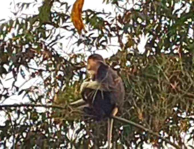 Theo quan sát, cá thể voọc 7 màu có khả năng là con đực trưởng thành, trọng lượng khoảng 6 - 8 kg. Nó có bộ lông mượt, dày, rậm, cực kỳ sặc sỡ, kết hợp nhiều màu sắc như nâu, xám, trắng, đen, đỏ, vàng, tím. Trên khuôn mặt của voọc có bộ râu màu trắng, vàng dài đẹp mắt. Ảnh: SGGP.