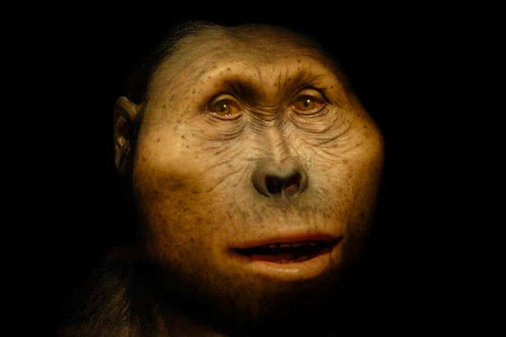 Việc tìm thấy bàn tay hóa thạch của người Paranthropus boisei cho thấy họ có ngón cái dài, các ngón thẳng và ngón út linh hoạt, giúp tạo nên lực nắm mạnh tương tự cách con người hiện đại cầm búa. Nhờ vậy, họ có thể dễ dàng dùng tay tách phần thực vật cứng, loại bỏ phần không thể tiêu hóa. Ảnh: P.PLAILLY/E.DAYNES/SCIENCE PHOTO LIBRARY.