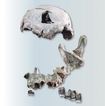 Mới đây, các nhà khoa học chia sẻ đã phục dựng gương mặt của một người Homo erectus từ hộp sọ và răng hóa thạch có niên đại 1,5 triệu năm tuổi. Homo erectus, tức Người đứng thẳng, là một loài cùng chi Homo (chi Người) với người hiện đại (Homo sapiens). Homo erectus hoàn toàn đứng thẳng trên hai chân và có kỹ thuật chế tác công cụ riêng. Loài người này xuất hiện khoảng 2 triệu năm trước và được cho là tuyệt chủng khoảng hơn 100.000 năm trước. Ảnh: Karen L. Baab and National Museum of Ethiopia.