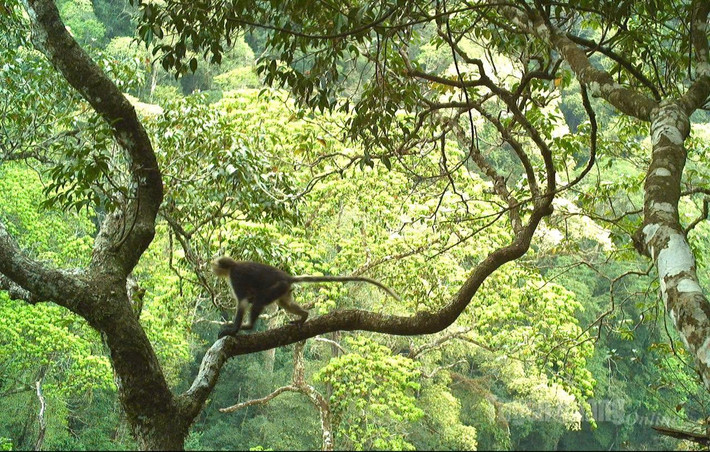 Trong số này có 35 loài động vật quý hiếm. Đặc biệt nhất là voọc mũi hếch - một trong 25 loài linh trưởng đang bị đe dọa tuyệt chủng cao nhất trên toàn cầu hiện sinh sống tại khu rừng Khau Ca, thuộc VQG Du Già - Cao nguyên đá Đồng Văn.