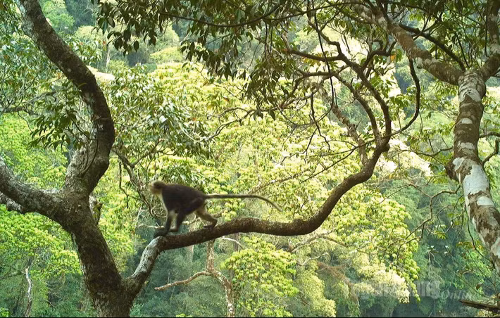 Trong số này có 35 loài động vật quý hiếm. Đặc biệt nhất là voọc mũi hếch - một trong 25 loài linh trưởng đang bị đe dọa tuyệt chủng cao nhất trên toàn cầu hiện sinh sống tại khu rừng Khau Ca, thuộc VQG Du Già - Cao nguyên đá Đồng Văn.