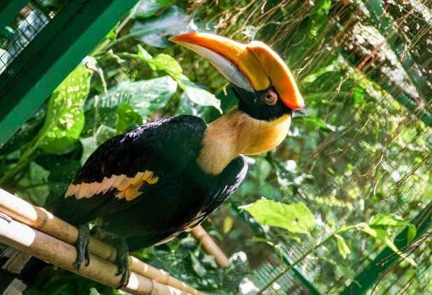 Sau khi tiếp nhận, cơ quan chức năng đã tiến hành chăm sóc, kiểm tra sức khỏe và đảm bảo các điều kiện an toàn trước khi thả cá thể chim hồng hoàng về rừng tự nhiên vào sáng hôm sau. Ảnh: cattiennationalpark.