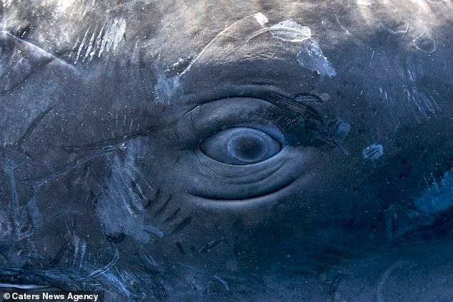 Sử dụng AI để nghiên cứu giao tiếp của cá voi, các nhà nghiên cứu của Dự án CETI đã phát hiện ra rằng cá nhà táng "nói chuyện" với nhau bằng những mẫu tiếng lách cách kỳ lạ giống như mã Morse. Ảnh: Caters News Agency.