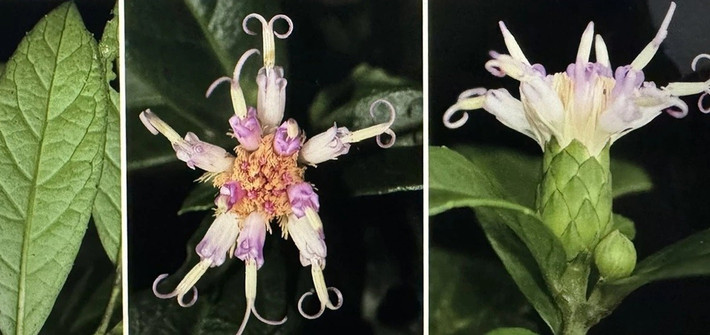 Trong đợt khảo sát này, các nhà nghiên cứu thu thập 520 số hiệu mẫu của khoảng 250 loài thực vật có mạch thuộc 90 họ. Sau phân tích, so sánh và xử lý số liệu, họ khẳng định Bạch Đầu Phong Nha - Kẻ Bàng là một loài hoàn toàn mới, chưa từng được mô tả trong các tài liệu khoa học trước đây.