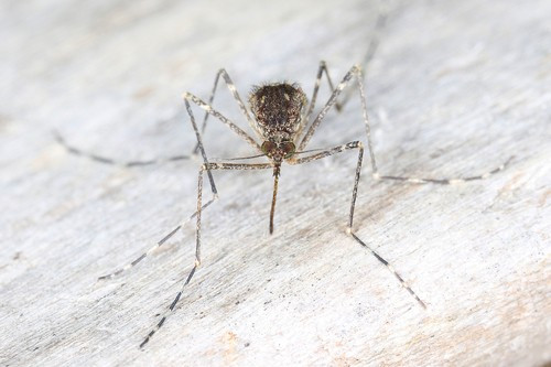 Tại Anh, trứng muỗi Ai Cập (Aedes aegypti) đã được phát hiện trong năm nay và muỗi vằn châu Á (Aedes albopictus) đã được phát hiện ở hạt Kent. Đây là những loài xâm lấn có thể lây lan các bệnh nhiệt đới như sốt xuất huyết, sốt chikungunya và virus Zika. Ảnh: gernotkunz.