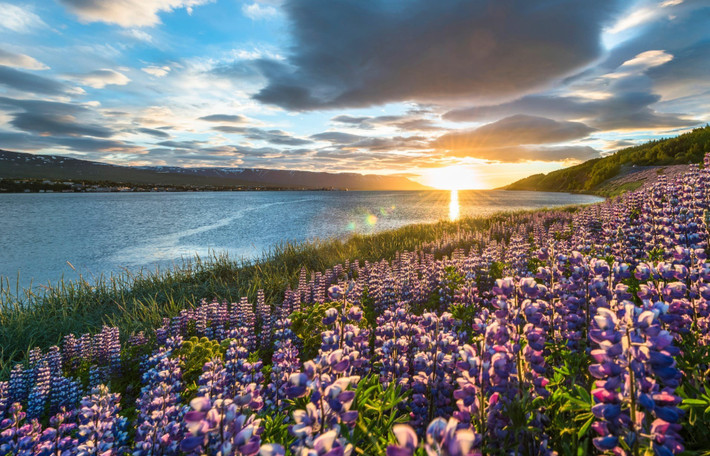 Từ lâu, các nhà khoa học đã dự đoán muỗi có thể định cư ở Iceland do nước này có nhiều môi trường sinh sản thuận lợi như đầm lầy và ao hồ. Tuy nhiên, nhiều loài muỗi khó sống sót trong môi trường khí hậu khắc nghiệt. Ảnh: Jon Arnold Images Ltd/Alamy.
