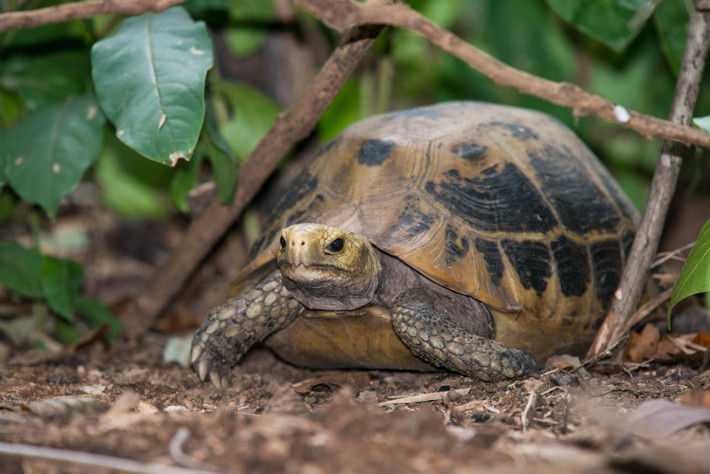 Đặc điểm nổi bật của rùa núi vàng: mai gồ cao màu vàng, giữa các tấm vảy có đốm đen, chân hình trụ với móng thuôn dài, không có màng. Thức ăn của chúng gồm lá cây, trái cây và một số động vật nhỏ. Ảnh: thainationalparks.
