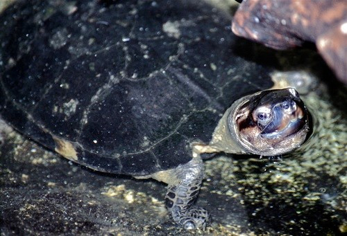 Nhận thấy đây là loài động vật rừng nguy cấp, quý hiếm nên ông mang đến Công an xã Phước Hậu để giao nộp, thả con vật về môi trường tự nhiên. Ảnh: Bernard DUPONT.