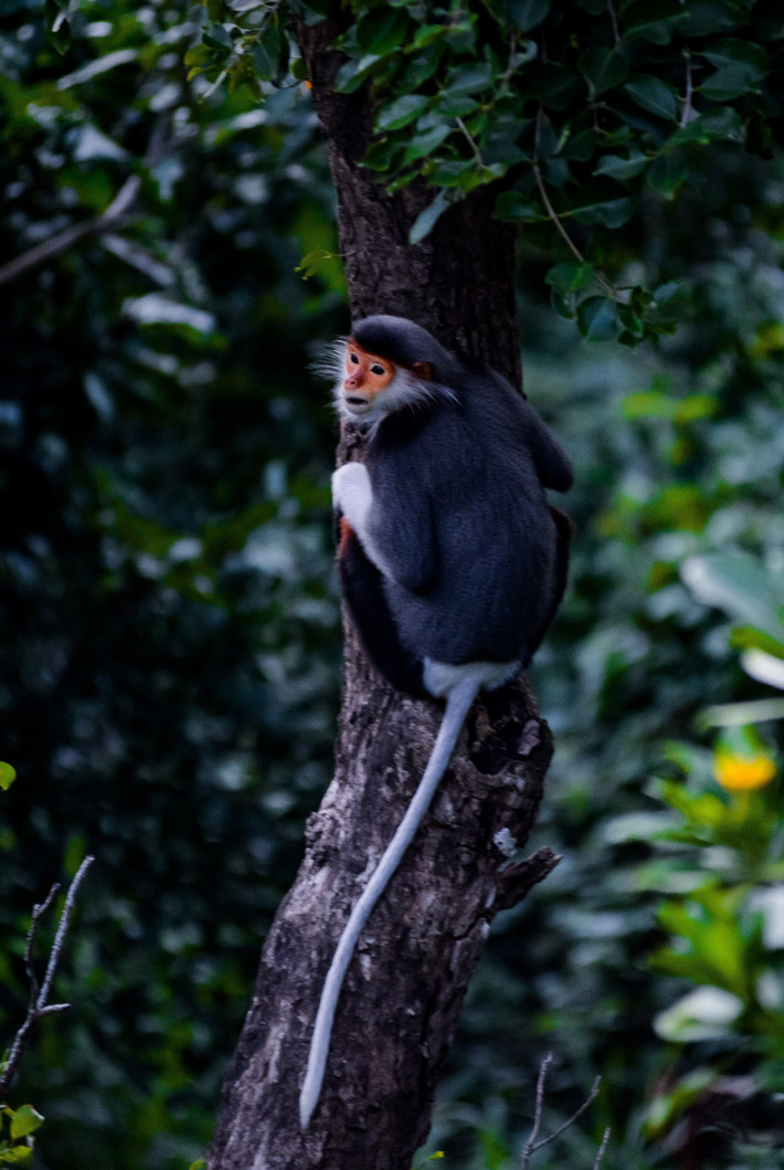 Theo Tổ chức Bảo tồn thiên nhiên quốc tế (IUCN), voọc chà vá chân nâu đang đối diện với nguy cơ tuyệt chủng cao. Loài này đứng thứ hai trong danh lục đỏ của IUCN về các loài bị đe dọa. Ảnh: TTXVN.